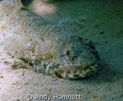 Lizard fish lurking in the sand by Andy Hamnett 
